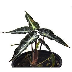 <b>Alocasia amazonica Bambino</b>, <b><i>Amazonian Elephant's Ear</i></b>