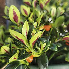 <b>Nematanthus Shady Lady</b>, Marlene, <b><i>Goldfish Plant</i></b>