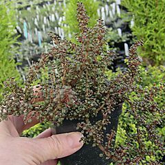 <b>Pilea serpyllacea Globosa</b>, <b><i>Kunth</i></b>