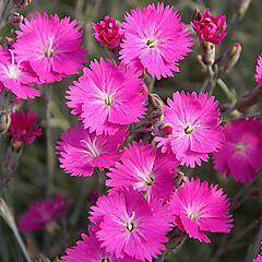 <b>Dianthus gratianopolitanus Firewitch</b>, <b><i>Cheddar Pinks</i></b>