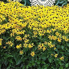 Rudbeckia fulgida, Goldsturm, Black Eyed Susan