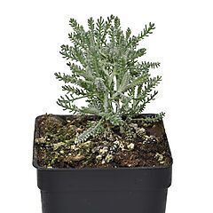 <b>Santolina incana</b>, <b><i>Lavender Cotton</i></b>