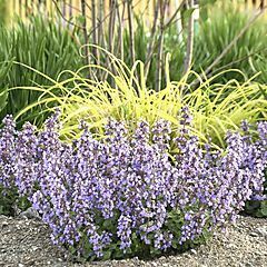 <b>Nepeta Cat’s Pajamas Proven Winner</b>, <b><i>Catmint</i></b>