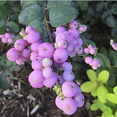 <b>Proud Berry® Coral Berry Symphoricarpos sp.</b>