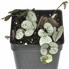 <b>Ceropegia woodii</b>, Silver Glory, <b><i>String of Hearts</i></b>