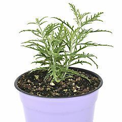 <b>Perovskia Little Lace</b>, <b><i>Russian Sage</i></b>