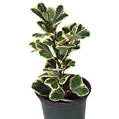<b>Ficus triangularis</b>, Variegata, <b><i>Variegated Fig</i></b>