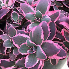 <b>Sedum</b>, Dream Dazzler, <b><i>SunSparkler® Stonecrop</i></b>