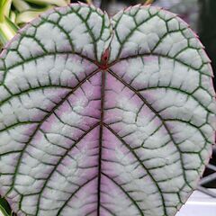 <b>Cissus javana</b>, discolor, <b><i>Rex Begonia Vine</i></b>