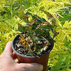 <b>Begonia amphioxus</b>, Butterfly, <b><i>Pink Spotted Begonia, Polka Dot Begonia</i></b>