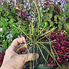 <b>Hoya retusa</b>, Wax Plant, <b><i>Grass Leafed Hoya</i></b>