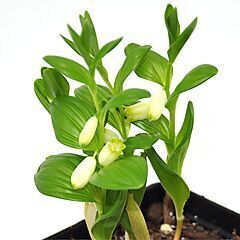 <b>Polygonatum humile</b>, Dwarf Solomon's Seal, <b><i>Solomon's Seal</i></b>