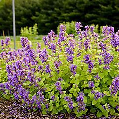 <b>Nepeta Chartreuse on the Loose PPAF</b>, <b><i>Catmint</i></b>