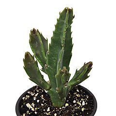 <b>Stapelia gigantea</b>, Zulu Giant