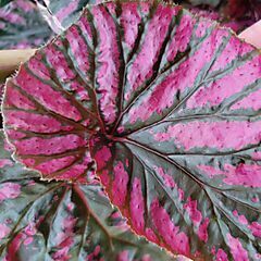 <b>Begonia brevirimosa subsp. Exotica</b>, Edinburgh, <b><i>Begonia</i></b>