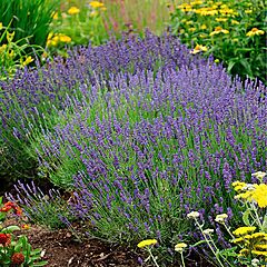 <b>Lavandula angustifolia</b>, Hidcote Blue, <b><i>Lavender</i></b>