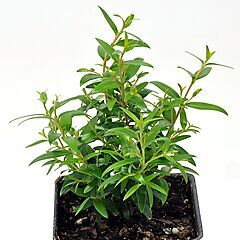 <b>Myrtle</b>, <b><i>Common Myrtle</i></b>