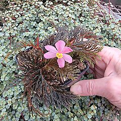 <b>Begonia bipinnatifida</b>, <b><i>Fernleaf Begonia</i></b>