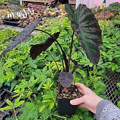 <b>Colocasia</b>, Redemption, <b><i>Elephant Ears</i></b>