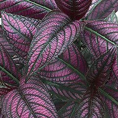 <b>Strobilanthes dyerianus</b>, <b><i>Persian Shield</i></b>