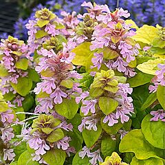 <b>Ajuga Feathered Friends Flashy Flamingo</b>, <b><i>Bugleweed</i></b>
