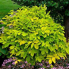 <b>Aralia cordata Sun King</b>, <b><i>Japanese Spikenard</i></b>