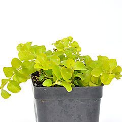 <b>Lysimachia Creeping Jenny</b>, Goldilocks, <b><i>Moneywort</i></b>