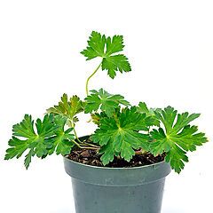 <b>Geranium Rozanne</b>, <b><i>Cranesbill</i></b>