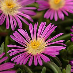 <b>Delosperma cooperi Delmara Pink</b>, <b><i>Ice Plant</i></b>