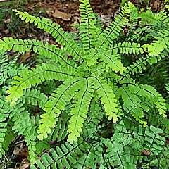 <b>Adiantum pedatum</b>, <b><i>Maidenhair Fern</i></b>