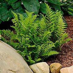 <b>Athyrium filix-femina</b>, Lady in Red, <b><i>Lady Fern</i></b>