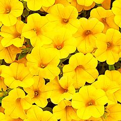 <b>Superbells, Calibrachoa</b>, Yellow, <b><i>Million Bells</i></b>