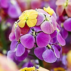 <b>Erysimum Erysistible</b>, Bronze Rose, <b><i>Wallflower</i></b>