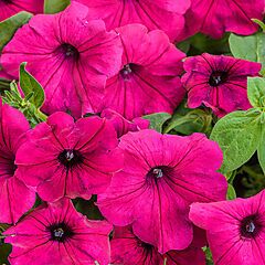 <b>Supertunia</b>, Royal Magenta, <b><i>Petunia</i></b>