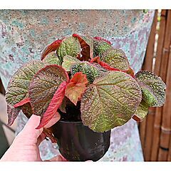 <b>Begonia Art Hodes</b>