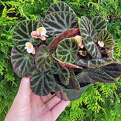 <b>Begonia ningmingensis Bella</b>, <b><i>Hybrid Begonia</i></b>