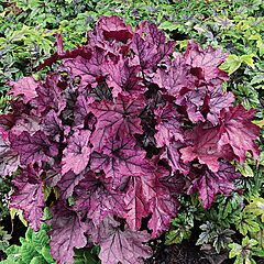 Heuchera, Spellbound, Coral Bells