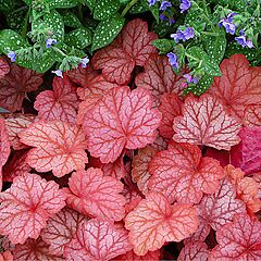 Heuchera, Georgia Peach, Coral Bells