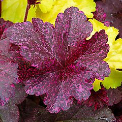 Heuchera, Midnight Rose, Coral Bells