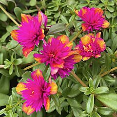 <b>Portulaca oleracea Seaglass</b>, Double Dragonfruit, <b><i>Purslane</i></b>