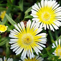 Delospermum cooperi Wheels of Wonder, Limoncello, Iceplant