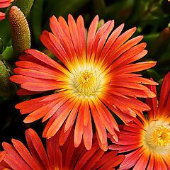 Delospermum cooperi Wheels of Wonder, Hot Orange, Iceplant