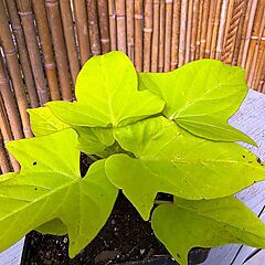 Ipomoea, Marguerite, Sweet Potato Vine