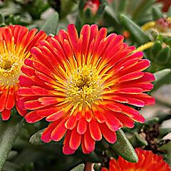 Delospermum, Next Level Red, Ice Plant
